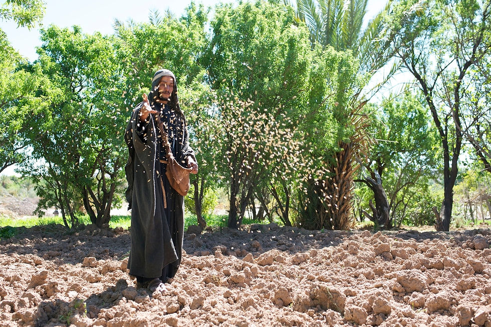 Day 21. Set: Afra. Parable Of The Sower. The Parable Of The Hidden Treasure. The Parable Of The Talents. The Parable Of The Weeds